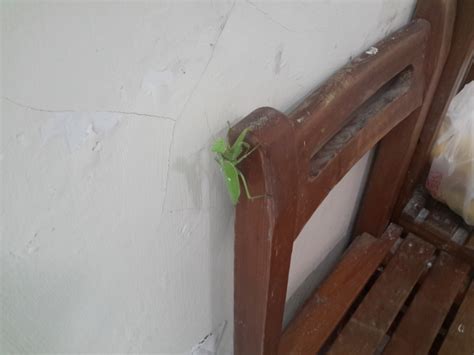 螳螂出現在家裡 門大小